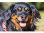 Adopt Emily a Black - with Brown, Red, Golden, Orange or Chestnut Pomeranian /