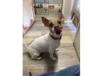 Adopt Vita a Tricolor (Tan/Brown & Black & White) Jack Russell Terrier / Mixed