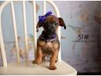 Adopt Star a Brown/Chocolate - with Tan Cocker Spaniel dog in Littleton