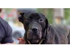 Adopt HERCULES (MID-EAST) NVS a Brindle Labrador Retriever / Mastiff dog in