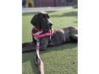 Adopt Delaney a Great Dane / Hound (Unknown Type) dog in Bronx, NY (40981300)