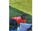 Adopt Dozer a Great Dane / Hound (Unknown Type) dog in Bronx, NY (40981297)