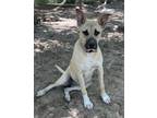 Adopt Luna a Tan/Yellow/Fawn - with Black Anatolian Shepherd / Black Mouth Cur