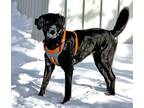 Adopt Gwen a Black Anatolian Shepherd / Shepherd (Unknown Type) / Mixed dog in