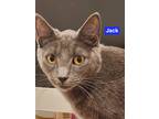 Adopt Jack a Gray or Blue Domestic Shorthair / Mixed Breed (Medium) / Mixed
