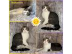 Adopt Autumn a Tan or Fawn Tabby Domestic Shorthair (short coat) cat in
