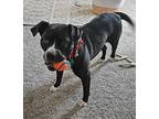 Adopt PARADISE - Let's Play Ball! a Black - with White Boxer / Labrador