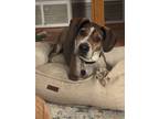 Adopt NOVA a Red/Golden/Orange/Chestnut - with White Beagle / Mixed dog in