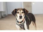 Adopt Dobby a Tricolor (Tan/Brown & Black & White) Treeing Walker Coonhound /