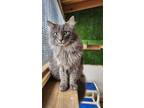 Adopt Kilua a Gray, Blue or Silver Tabby Domestic Longhair (long coat) cat in
