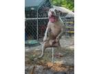 Adopt Hans a Boxer / Mixed Breed (Medium) / Mixed dog in WAYNESVILLE