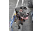 Adopt Tinker Bell a Cane Corso / Mixed dog in Oakland, CA (41274798)