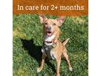 Adopt Dashiell a Basenji / Rat Terrier / Mixed dog in Oakland, CA (41191522)