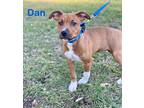 Adopt DAN a Red/Golden/Orange/Chestnut - with White American Pit Bull Terrier /