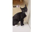 Adopt Laudine a Black & White or Tuxedo Domestic Shorthair (short coat) cat in