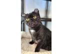 Adopt Rena a Black (Mostly) British Shorthair (short coat) cat in Minot