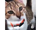 Adopt Beans a Brown or Chocolate (Mostly) American Shorthair / Mixed (short