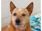 Adopt Roo a Red/Golden/Orange/Chestnut Australian Cattle Dog / Mixed dog in
