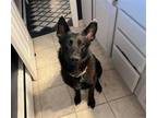 Adopt Ike a German Shepherd Dog / Mixed dog in Germantown, OH (41274597)