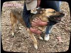 Adopt Lavoy a Black - with Tan, Yellow or Fawn German Shepherd Dog / Mixed dog