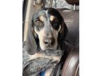 Adopt CALLIE a Gray/Blue/Silver/Salt & Pepper Bluetick Coonhound / Mixed dog in