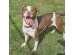 Adopt DJ a Tan/Yellow/Fawn - with White American Pit Bull Terrier / Hound