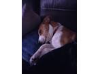 Adopt Bowie a Brown/Chocolate - with White Australian Shepherd / Husky / Mixed