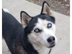 Adopt Kavic a Black - with Gray or Silver Husky / Mixed dog in Westfield