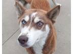Adopt Macy a Red/Golden/Orange/Chestnut - with White Husky / Mixed dog in