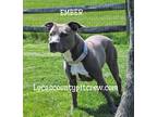 Adopt Ember a Gray/Silver/Salt & Pepper - with White American Pit Bull Terrier /