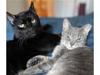 Adopt Cosmo and Luna a All Black Bombay / Mixed (short coat) cat in Brooklyn