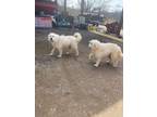 Adopt Ranger a White Komondor / Mixed dog in Crump, TN (41274116)