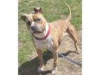 Adopt Sophia a Tan/Yellow/Fawn American Pit Bull Terrier / Boxer / Mixed (short