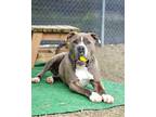 Adopt Odie a Merle Mixed Breed (Small) / Mixed Breed (Medium) / Mixed (short