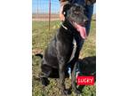 Adopt Lucky a Labrador Retriever dog in Windsor, CO (41250853)