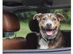 Adopt Loki a Brown/Chocolate - with Tan Australian Cattle Dog / Mixed dog in