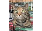Adopt Carol a Gray, Blue or Silver Tabby Domestic Shorthair cat in Wake Forest