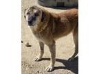 Adopt Woodrow a Brown/Chocolate Anatolian Shepherd / Mixed Breed (Medium) /