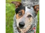 Adopt Chispa a Black Australian Cattle Dog / Mixed Breed (Medium) / Mixed