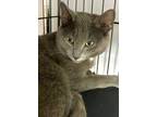 Adopt Ashton a Domestic Shorthair / Mixed (short coat) cat in St.