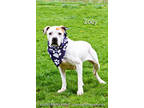 Adopt Zoey a White American Pit Bull Terrier / Mixed Breed (Medium) / Mixed