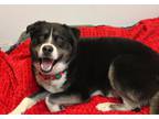 Adopt Rocket a Tricolor (Tan/Brown & Black & White) Husky / Border Collie /