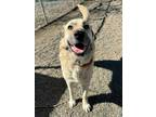 Adopt Clara a Tan/Yellow/Fawn Anatolian Shepherd / Mixed dog in Woodland