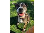 Adopt Nelly a Brown/Chocolate American Staffordshire Terrier / Pit Bull Terrier
