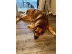 Adopt Koko a Brown/Chocolate Great Pyrenees / St. Bernard / Mixed dog in