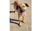 Adopt Leia a Tan/Yellow/Fawn Black Mouth Cur / Mixed dog in Yreka, CA (39954847)