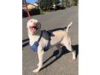 Adopt Ranger a White Labrador Retriever / Mixed Breed (Medium) / Mixed (short