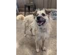 Adopt Foxie a Tan/Yellow/Fawn Wheaten Terrier / Shepherd (Unknown Type) / Mixed