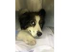 Adopt Denny Boy a Brown/Chocolate - with White Australian Shepherd / Mixed dog