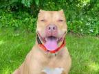 Adopt Toyota a Mixed Breed (Large) / Mixed dog in Staten Island, NY (41220834)